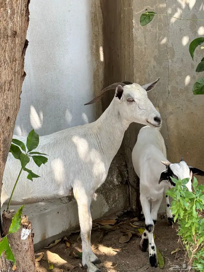 عنز منتوج ب تيس. (بيش) 3
