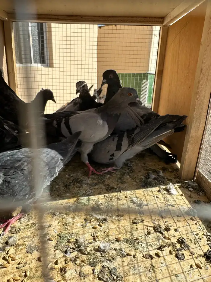 مستلزمات المقناص 0