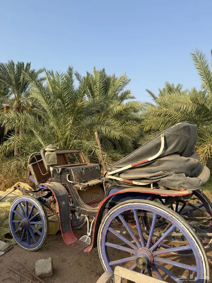 عربات خيل للبيع 3