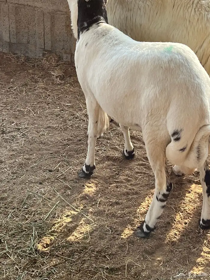 رخل حرية ورخل رفيديه تيلاد هنا 5