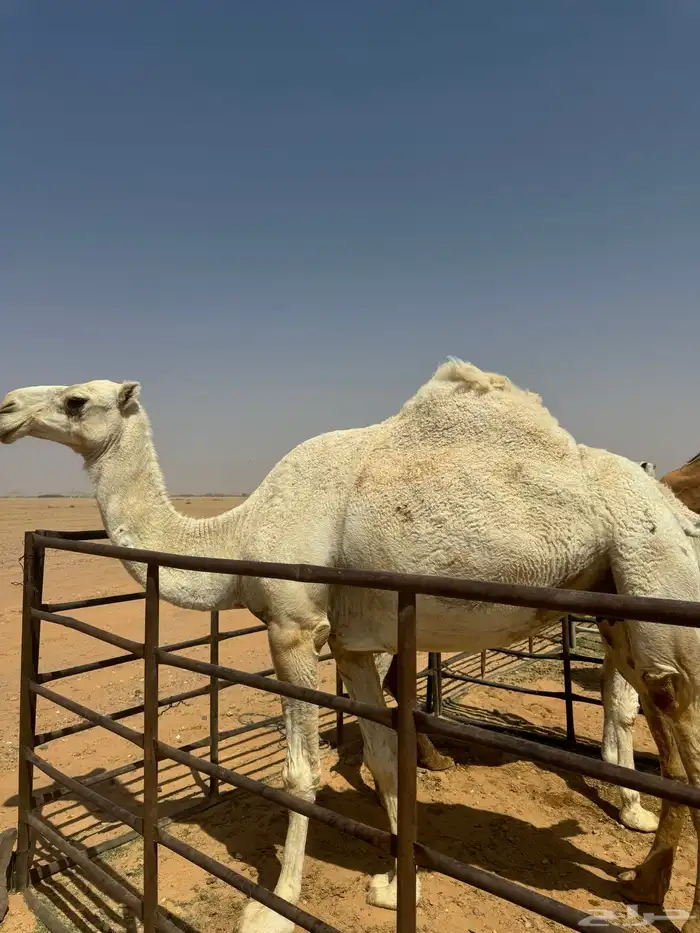 للبيع ضرايب طيبات 4