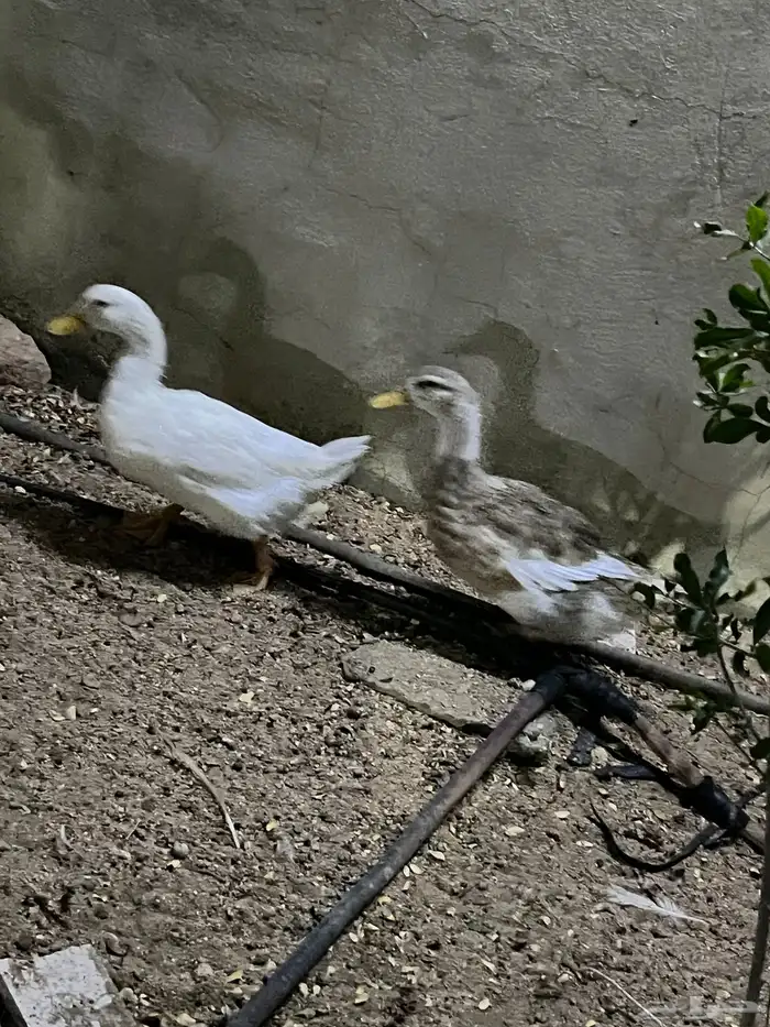 بط بكيني 2