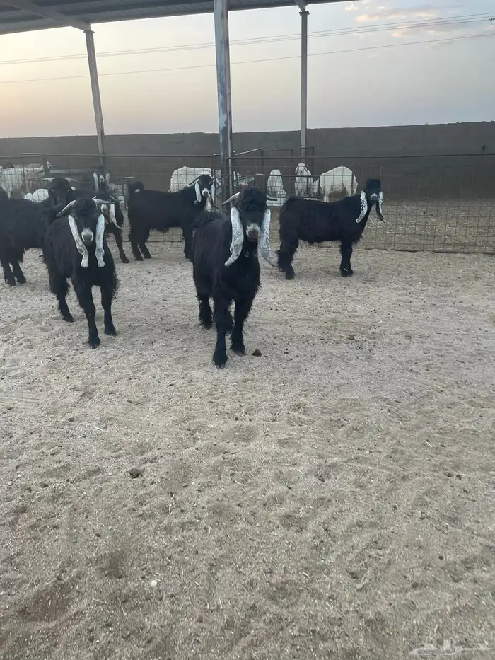 ذبايح حري ونعيمي وتيوس 56