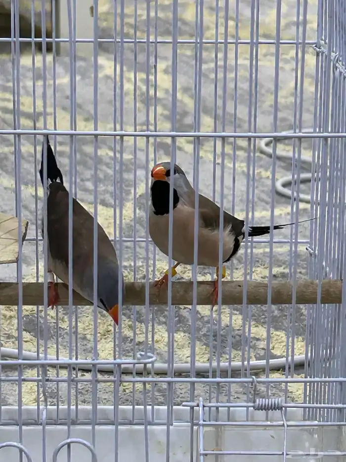 طيور الشيل تيل فنيش 3