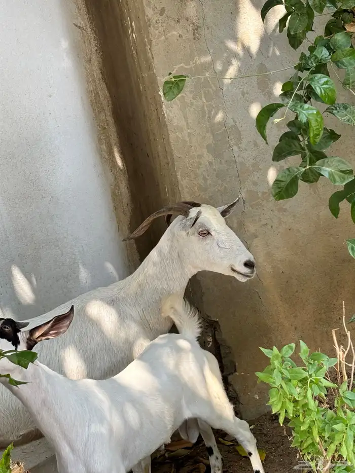 عنز منتوج ب تيس. (بيش) 2