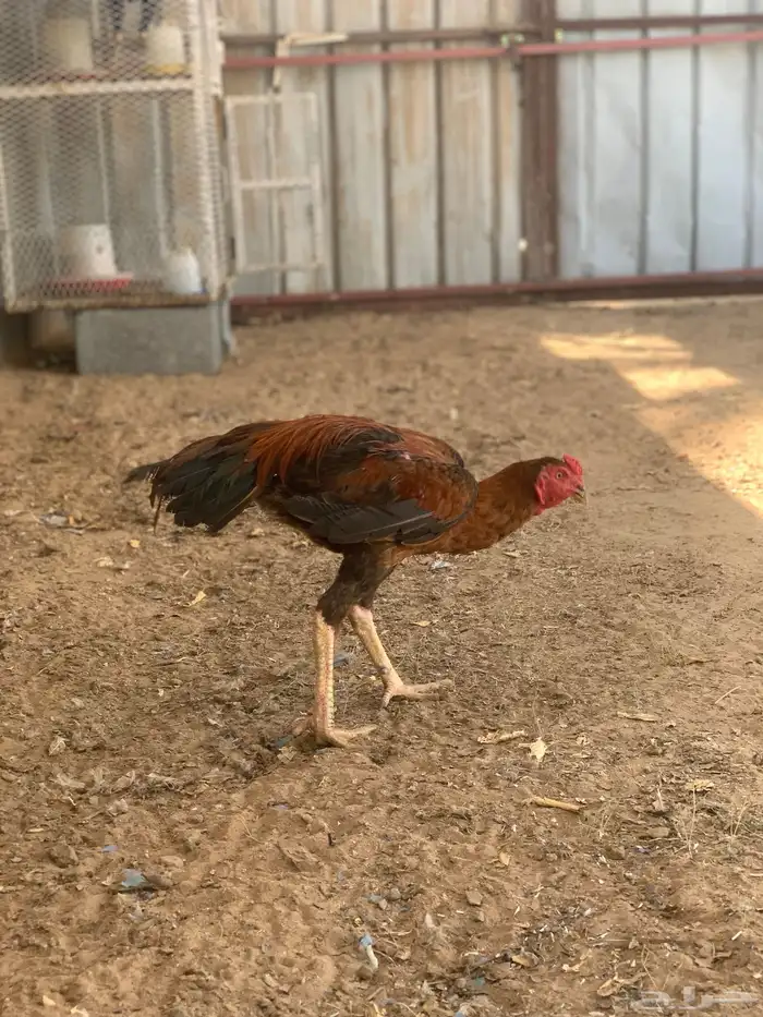 اربع دجاج وديكين باكستاني 4