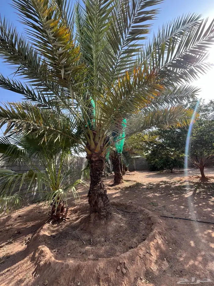 نخل حلوه للبيع 4