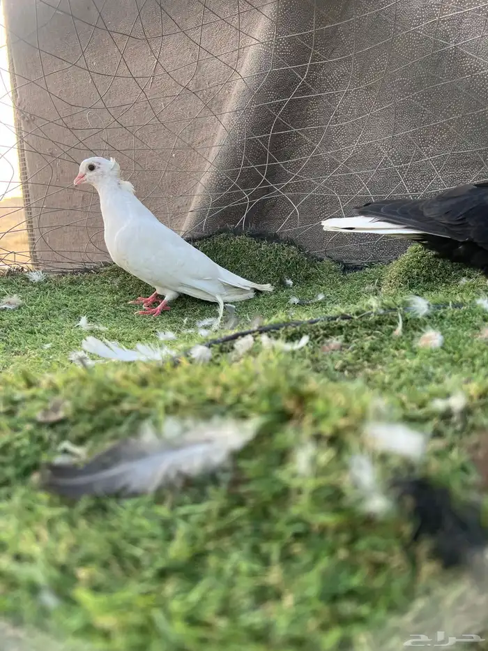 جوز قلابي قنادي 3