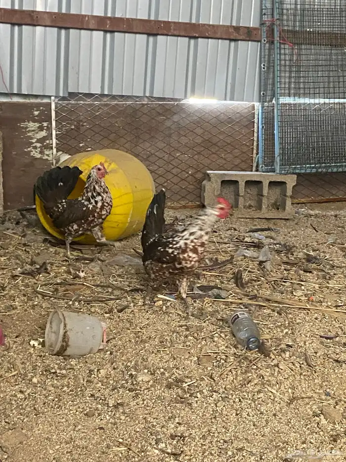 دجاج ماكنتوش العربي القديم 35