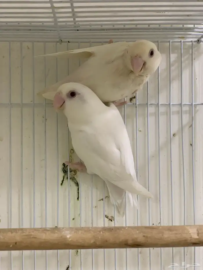 جوز روز البينو عيون حمراء تم البيع 2