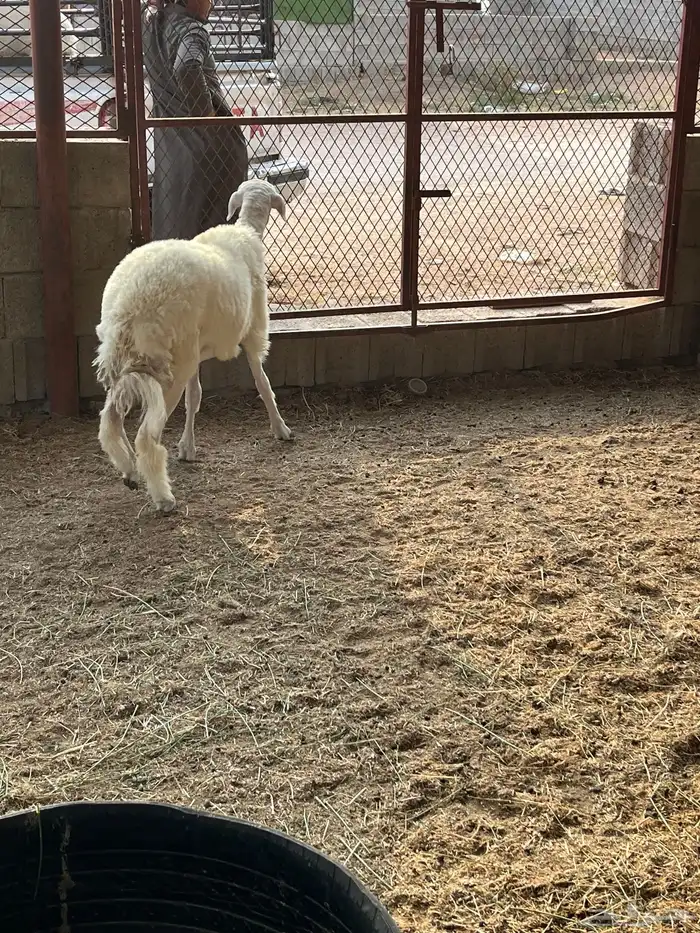 رخل حرية ورخل رفيديه تيلاد هنا 0