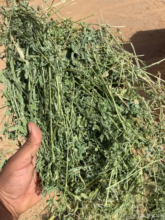 برسيم صافي شد شركة 2