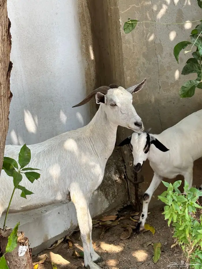 عنز منتوج ب تيس. (بيش) 5