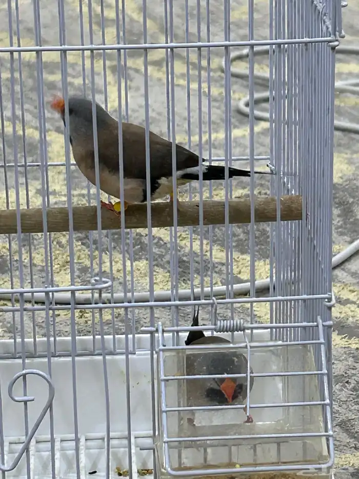 طيور الشيل تيل فنيش 5