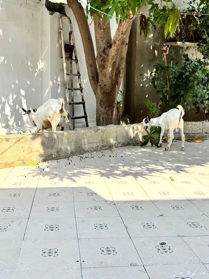 عنز منتوج ب تيس. (بيش) 6