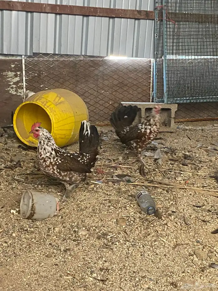 دجاج ماكنتوش العربي القديم 33