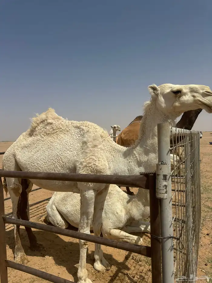 للبيع ضرايب طيبات 0