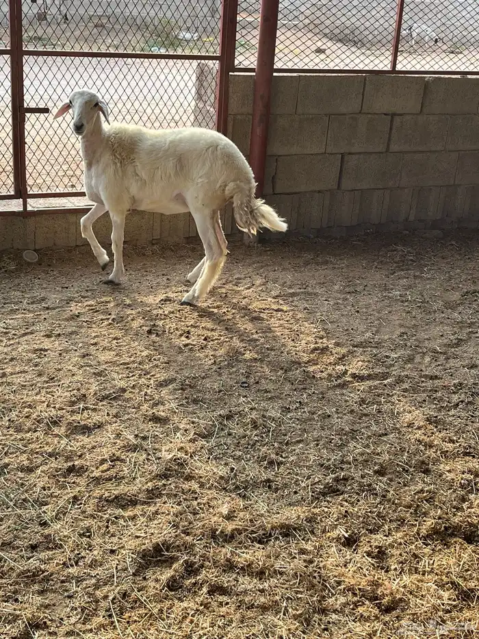 رخل حرية ورخل رفيديه تيلاد هنا 1