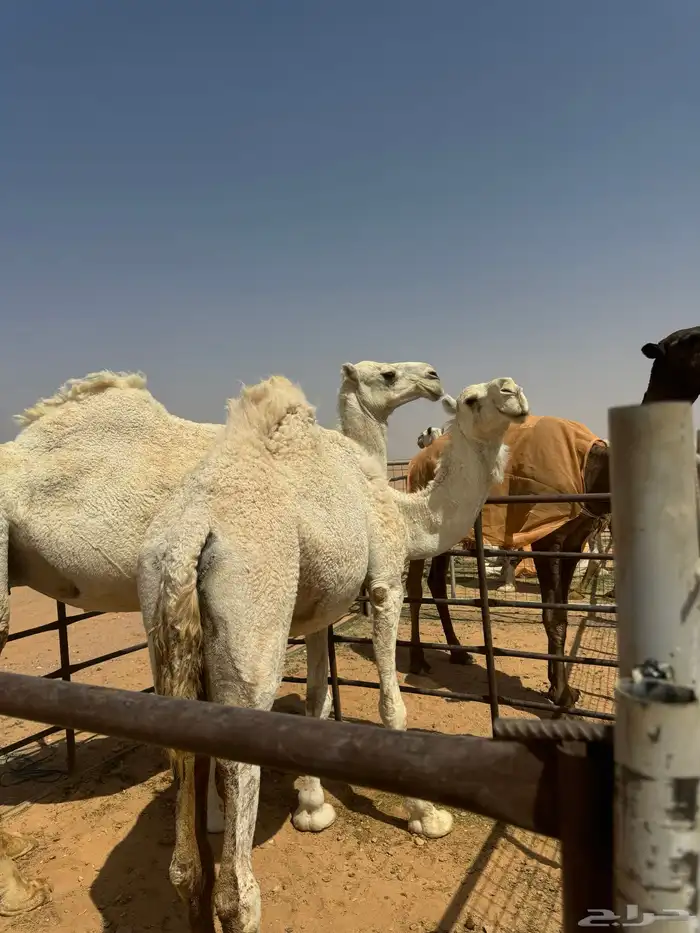 للبيع ضرايب طيبات 6