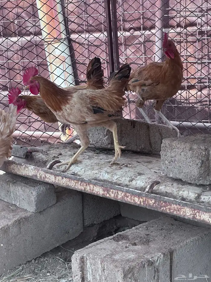 ديكه للبيع 4