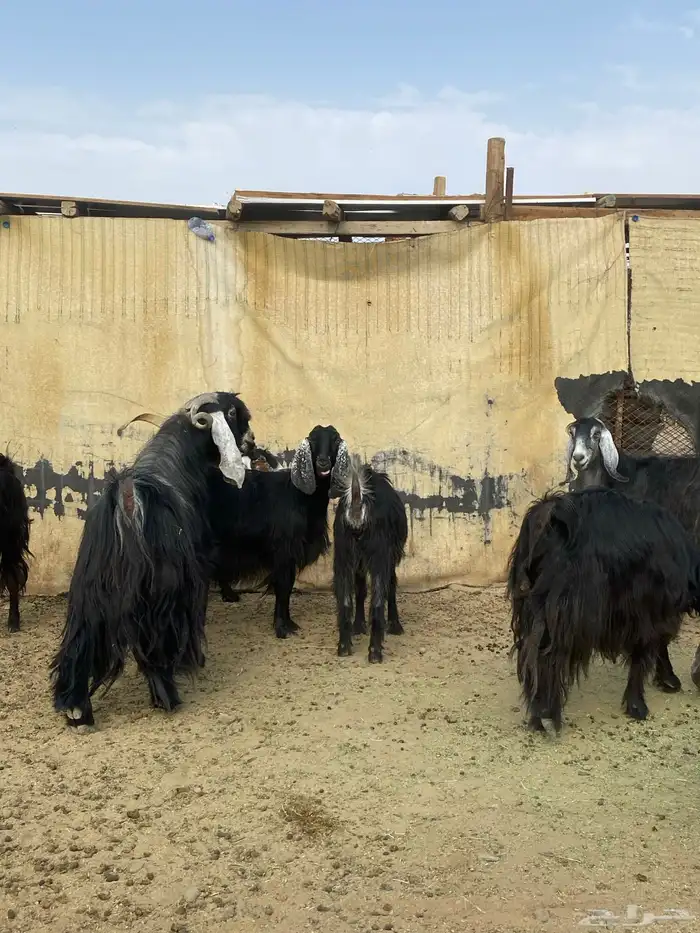 معزا مقنوي بفحلها 8