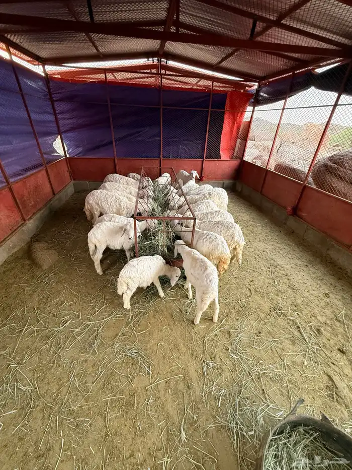 بهم تربية رخال وخرفان 2