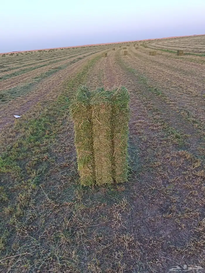 برسيم شركات الجوف بسيطا 13