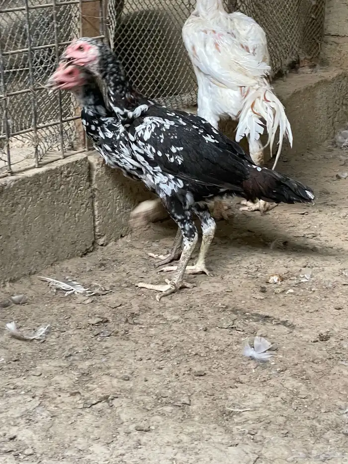 دجاج شانقرا للبيع 2