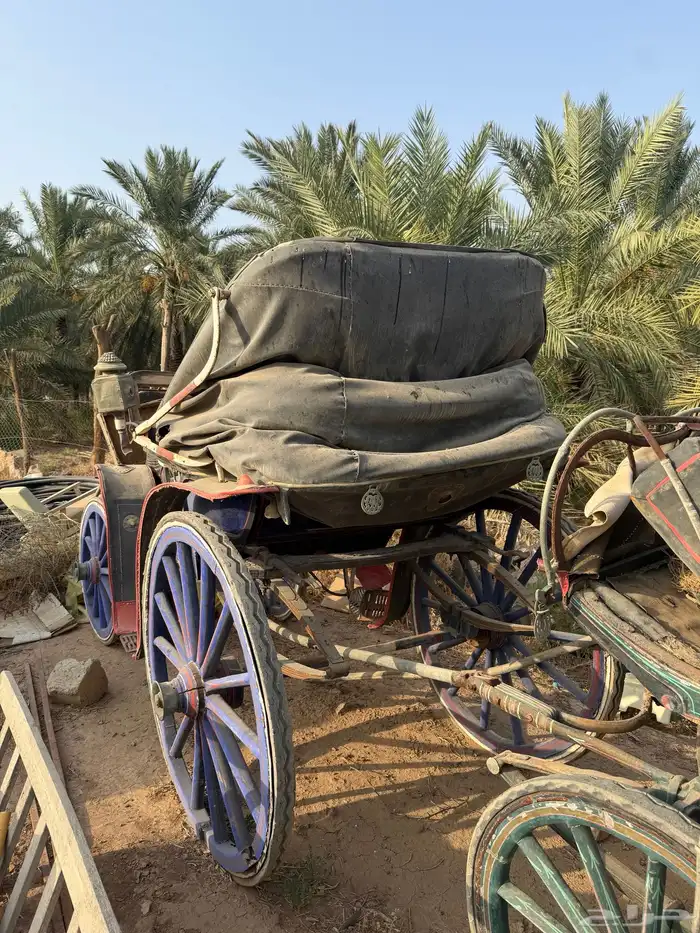 عربات خيل للبيع 1