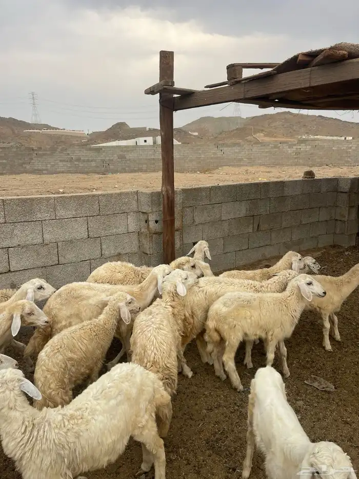 طليان ورخال 0