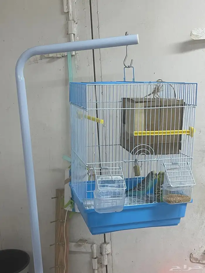 طيور بادجي 0