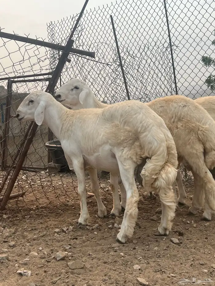 مشروع فحل حري 2