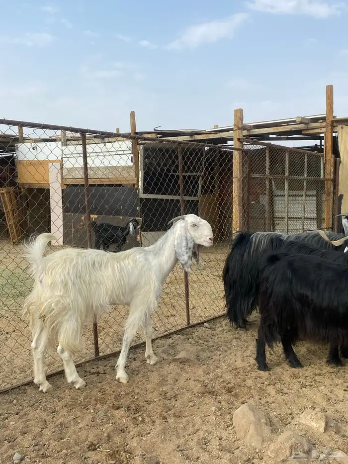 معزا مقنوي بفحلها 12