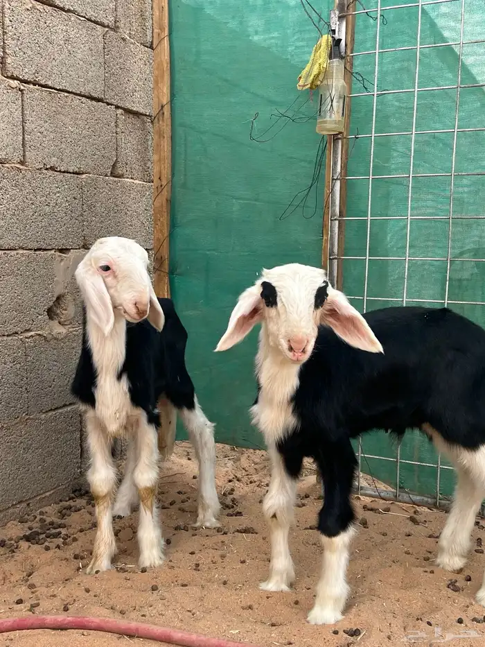 دواغير خرفان نجد 3