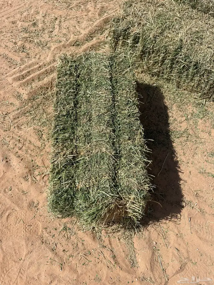 برسيم صافي شد شركة 4