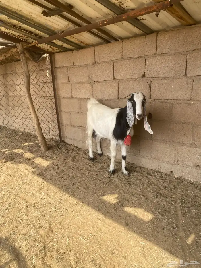 للبيع عنز القحة شرط رابية مع غنم 3