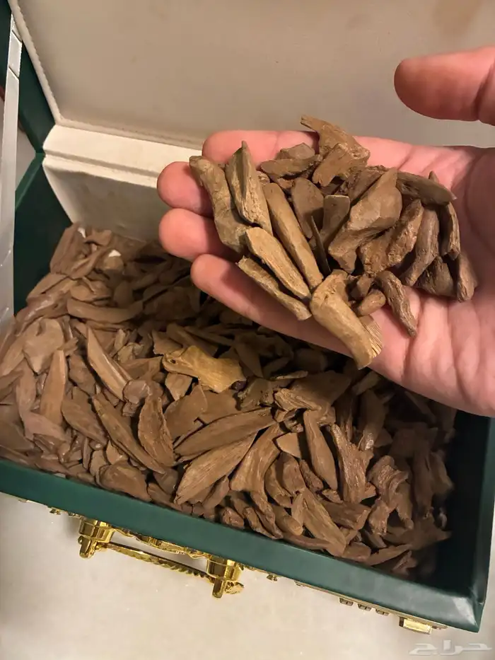عود موروكي آصقون فاخر ( طبيعي ) سعر منافس 2