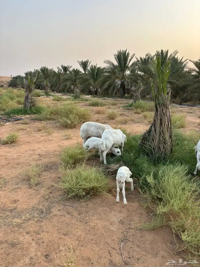 رفيديات وحريه 3