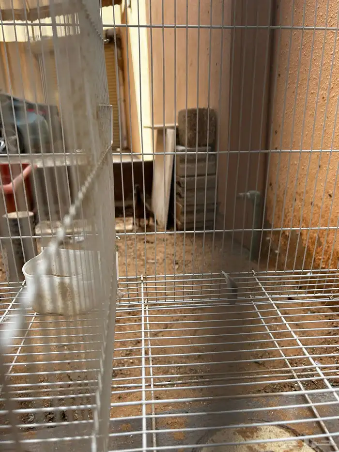 قفص منقسم نصفين كبير علا السوم 4