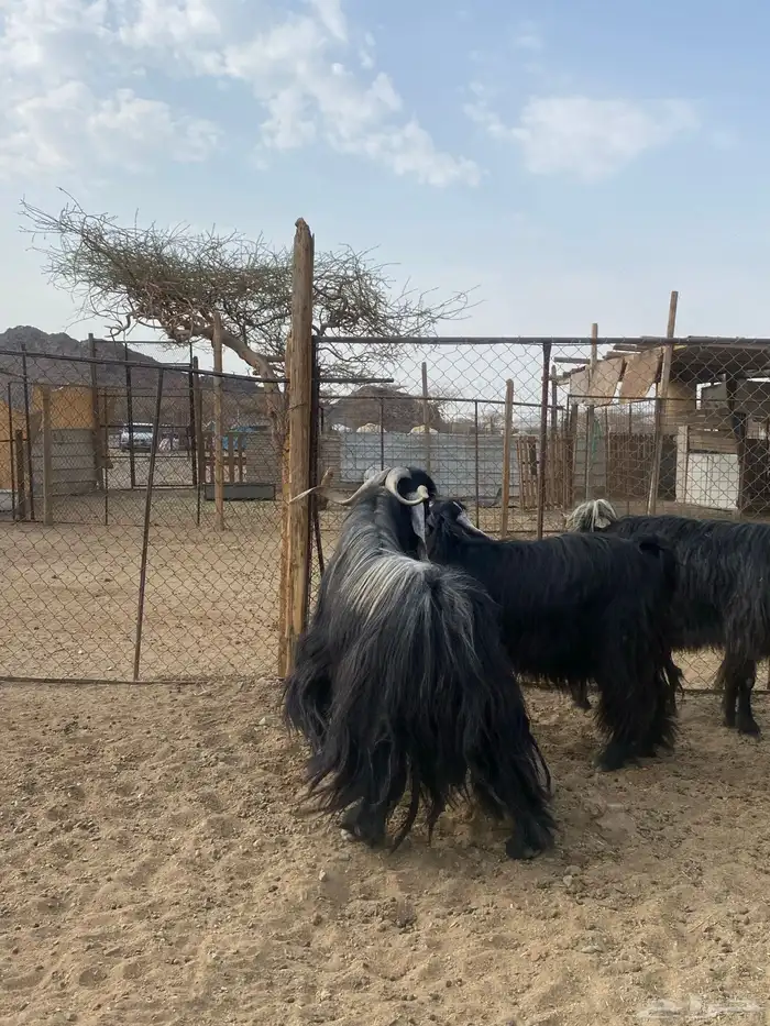 معزا مقنوي بفحلها 11