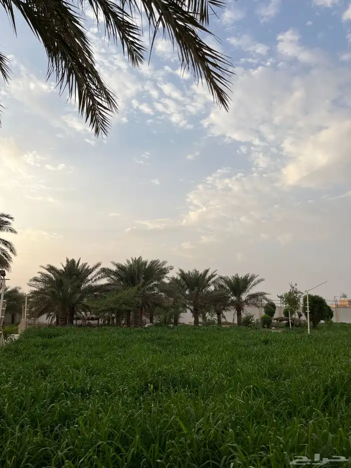 منتجع - إستراحة - للبيع أو للإيجار السنوي 25