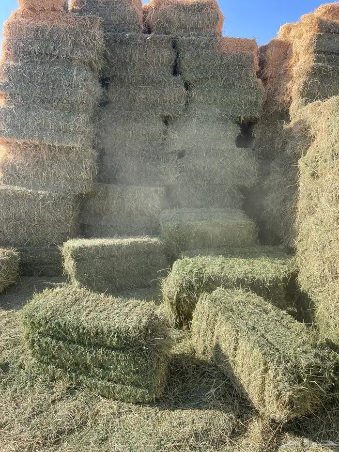 برسيم صافي شد شركة 5