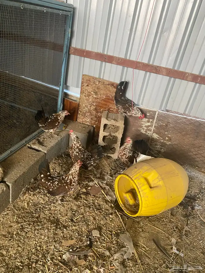 دجاج ماكنتوش العربي القديم 34