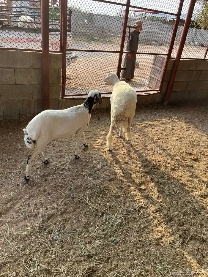 رخل حرية ورخل رفيديه تيلاد هنا 7