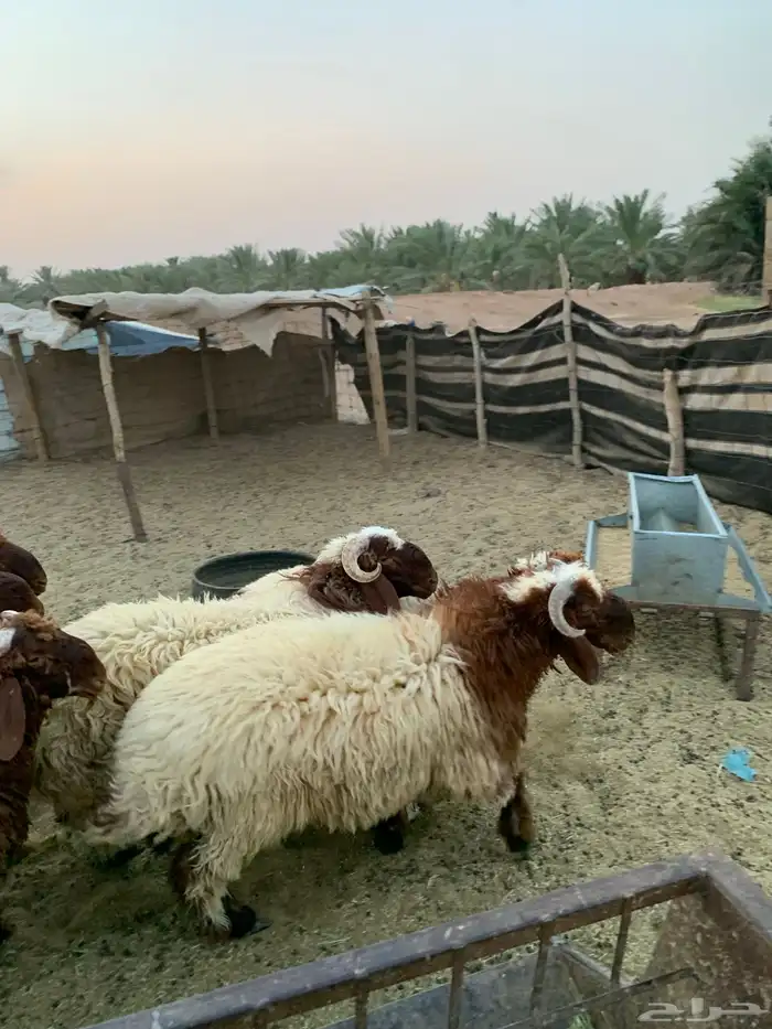 خرفان نعيم فاخرة للبيع 0