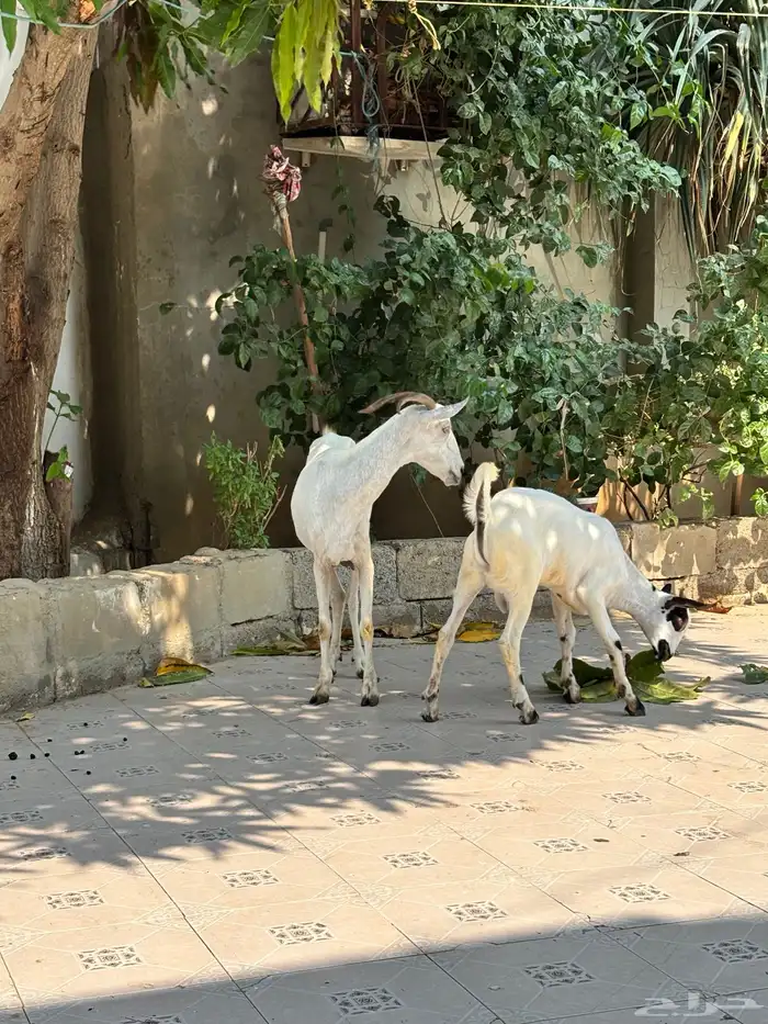عنز منتوج ب تيس. (بيش) 7