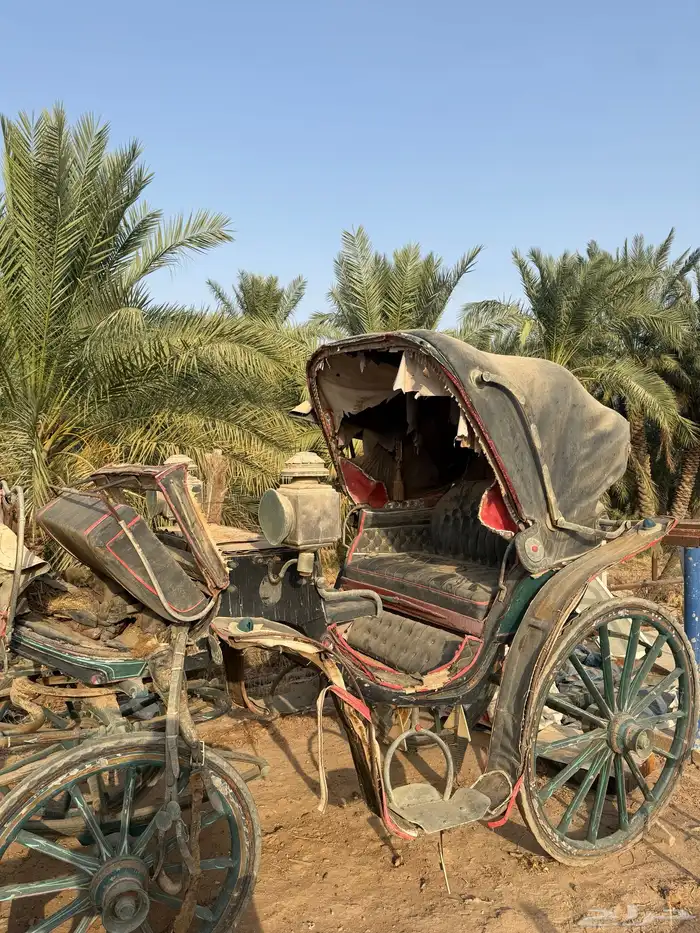 عربات خيل للبيع 4