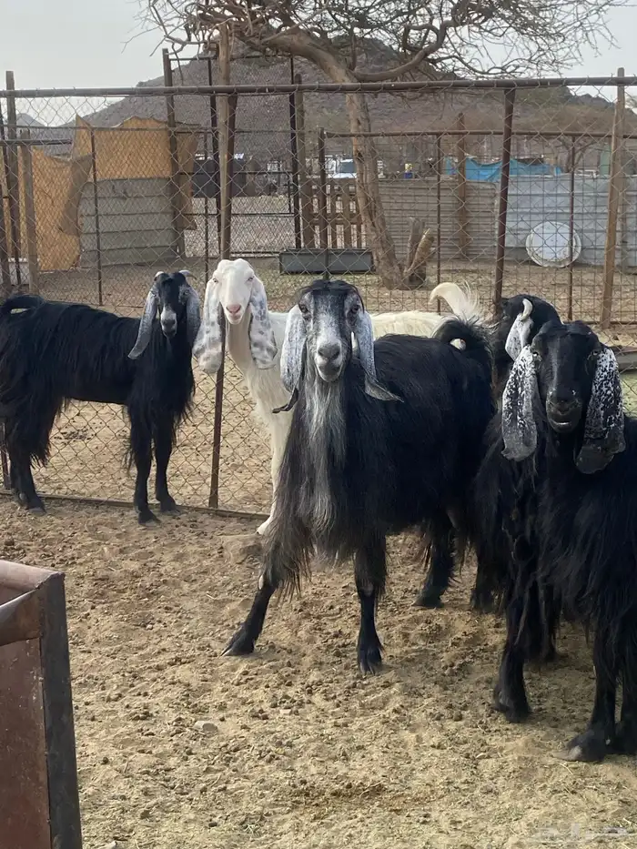 معزا مقنوي بفحلها 1