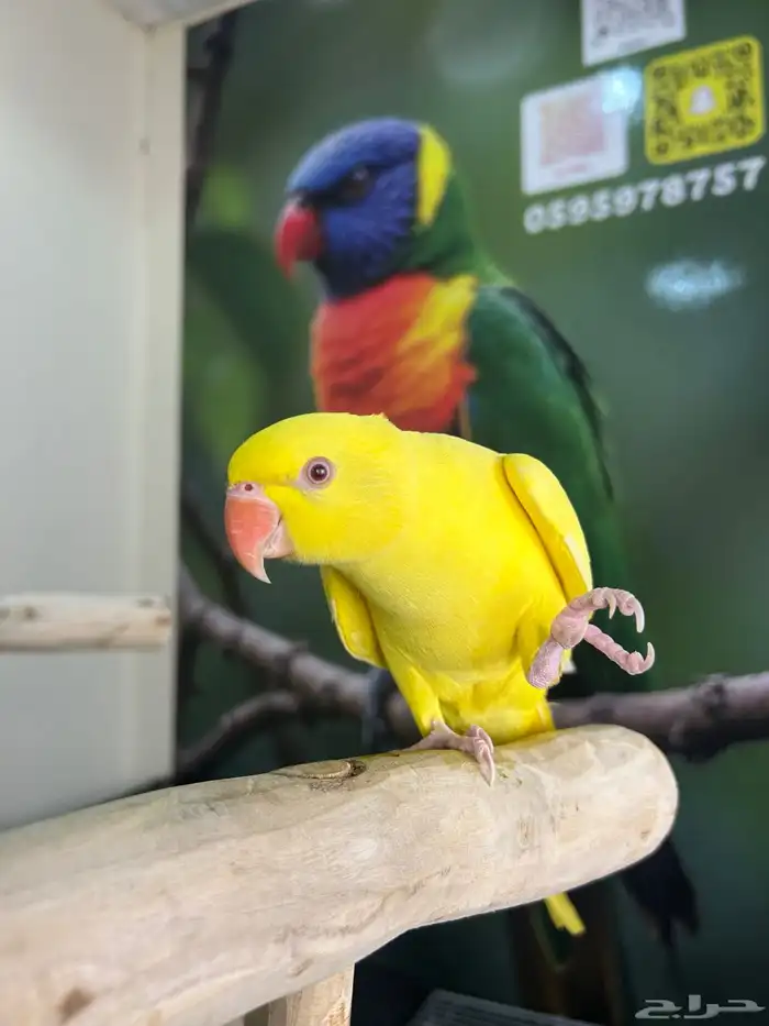 دره هولندي اصفر اليف وهدد ومتكلم 1