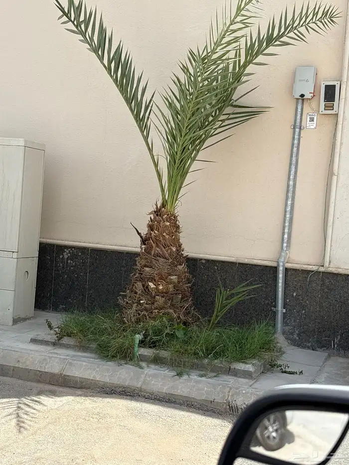 يويجد عدد 2نخيل منيف عمر 4سنوات مع فروخ عدد 3كل نخلة الشري 0